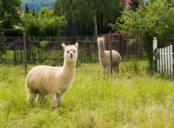 Photo de deux alpagas dans un champ par HansLinde, Pixabay, CC0