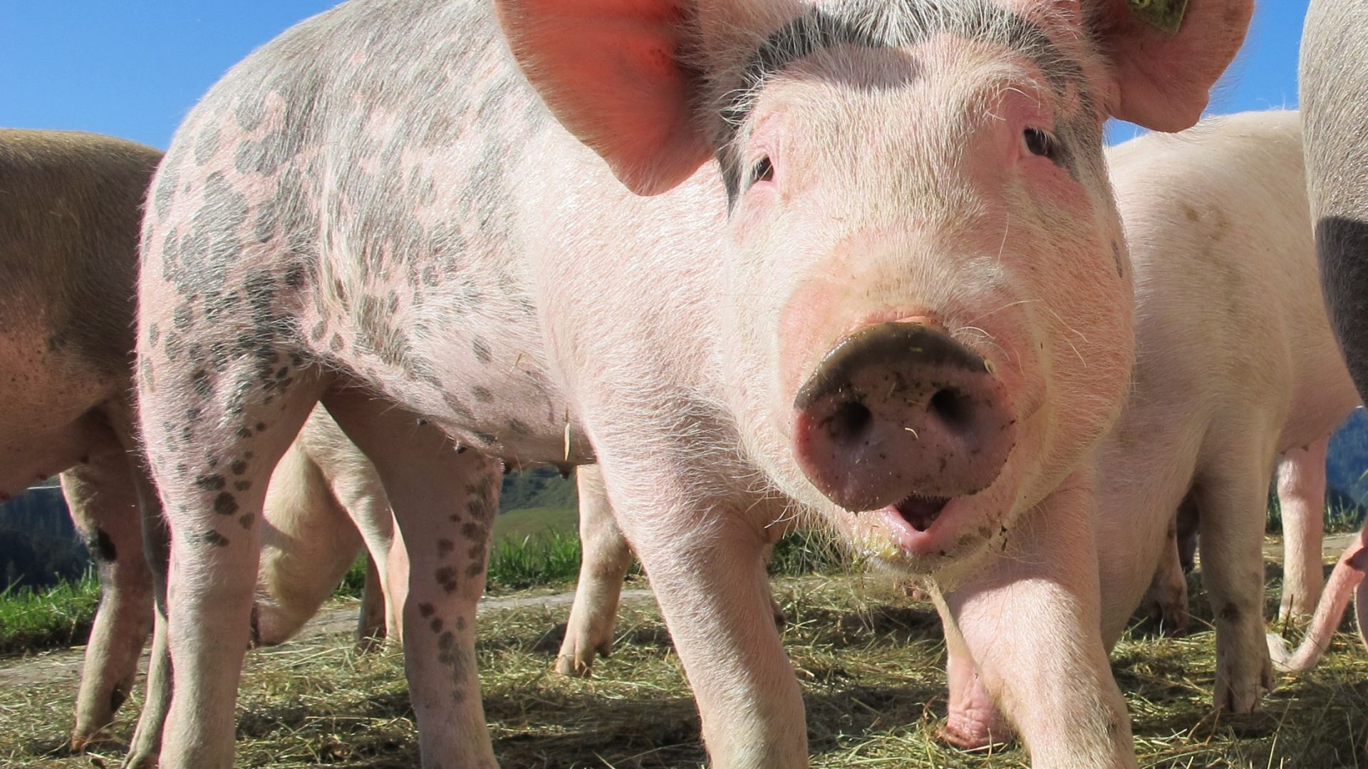 Cochon domestique : taille, description, biotope, habitat