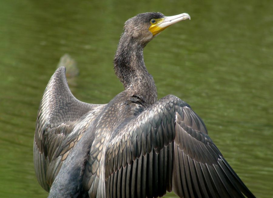 Photo d'un grand cormoran par hennyvanoppen - Pixabay - CC0