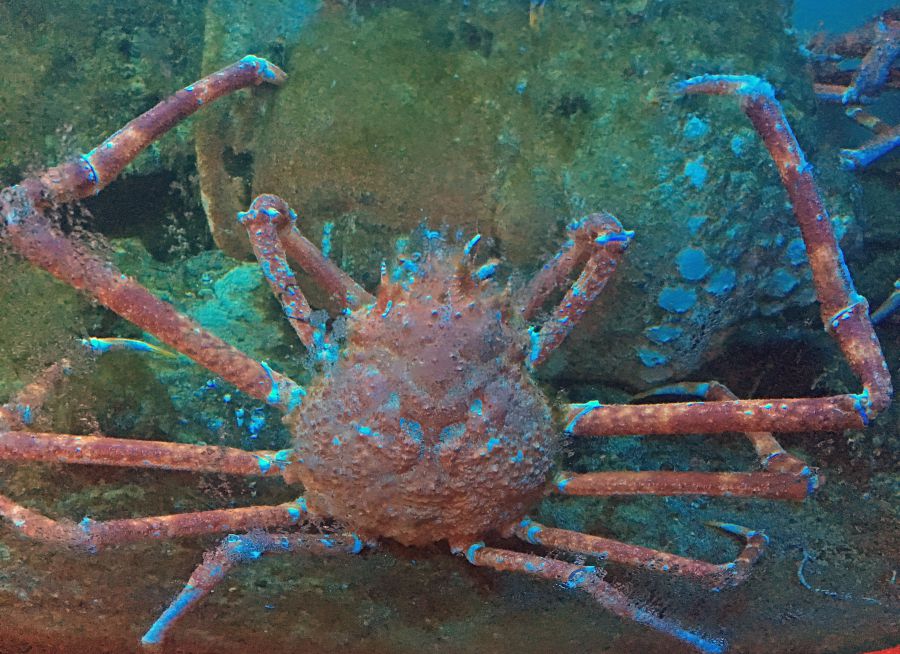 Photo d'un crabe-araignée géant du Japon par Julien PIERRE