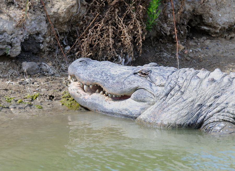 Photo d'un crocodile du Nil par Florent PUCHOT