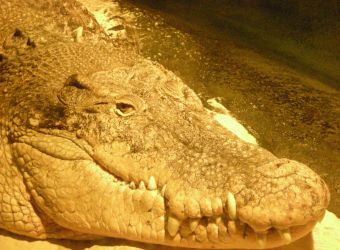 Photo de la tête d'un crocodile marin par Julien PIERRE