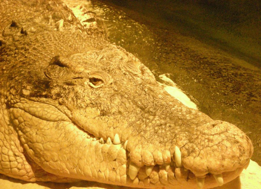 Photo de la tête d'un crocodile marin par Julien PIERRE