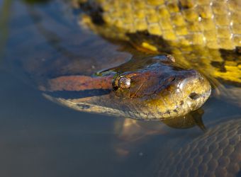 Photo de la tête d'un anaconda vert dans l'eau par ddouk, Pixabay, CC0
