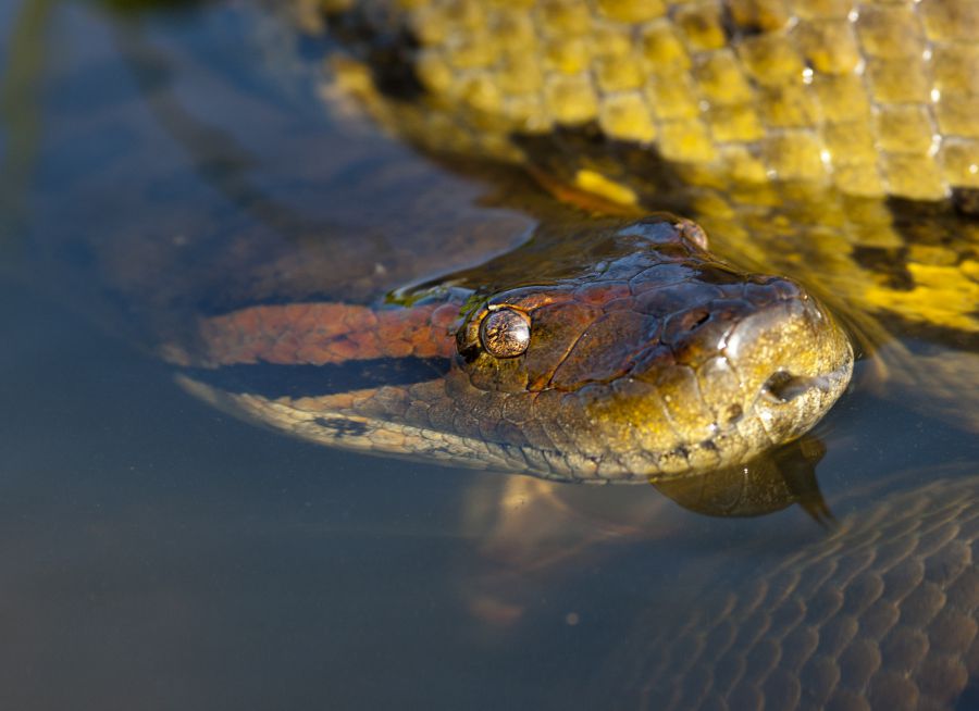 Photo de la tête d'un anaconda vert dans l'eau par ddouk, Pixabay, CC0