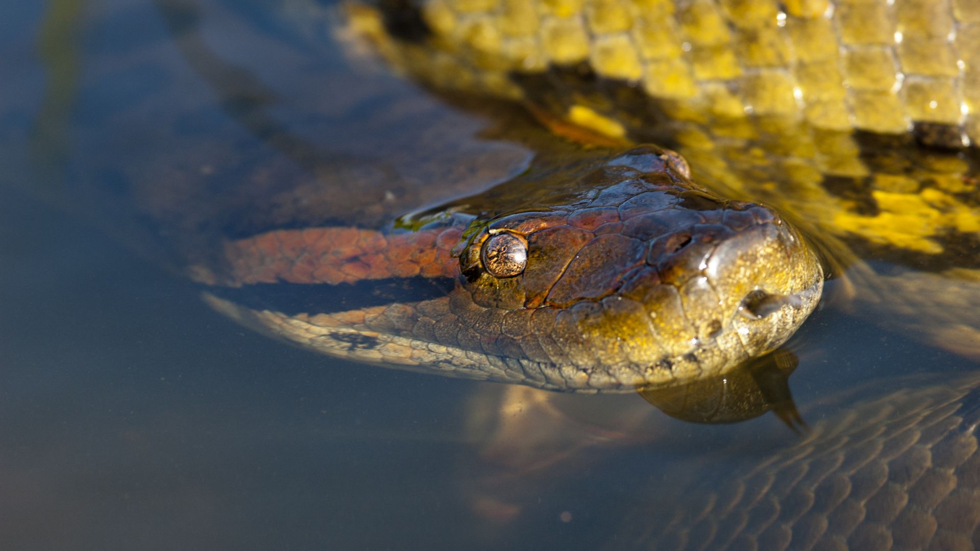 Anaconda vert : taille, description, biotope, habitat, reproduction