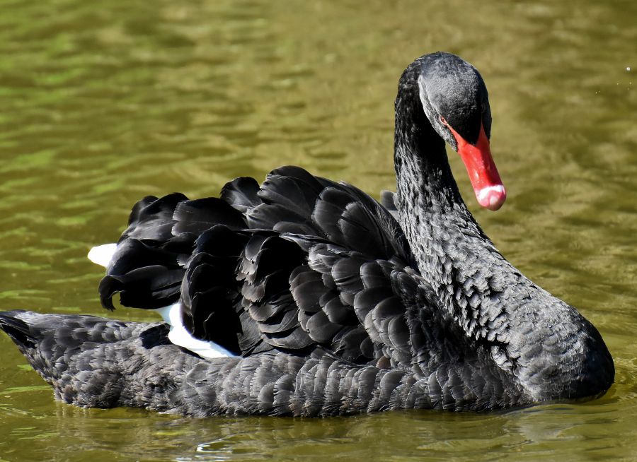 Photo d'un cygne noir par Alexas_Fotos - Pixabay - CC0