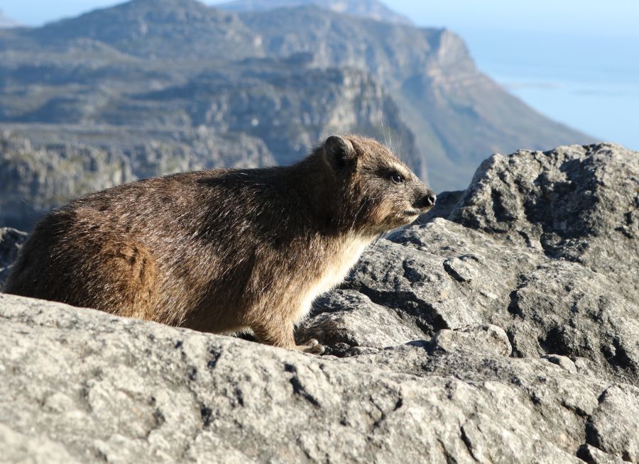 Photo d'un daman du Cap par Florent PUCHOT