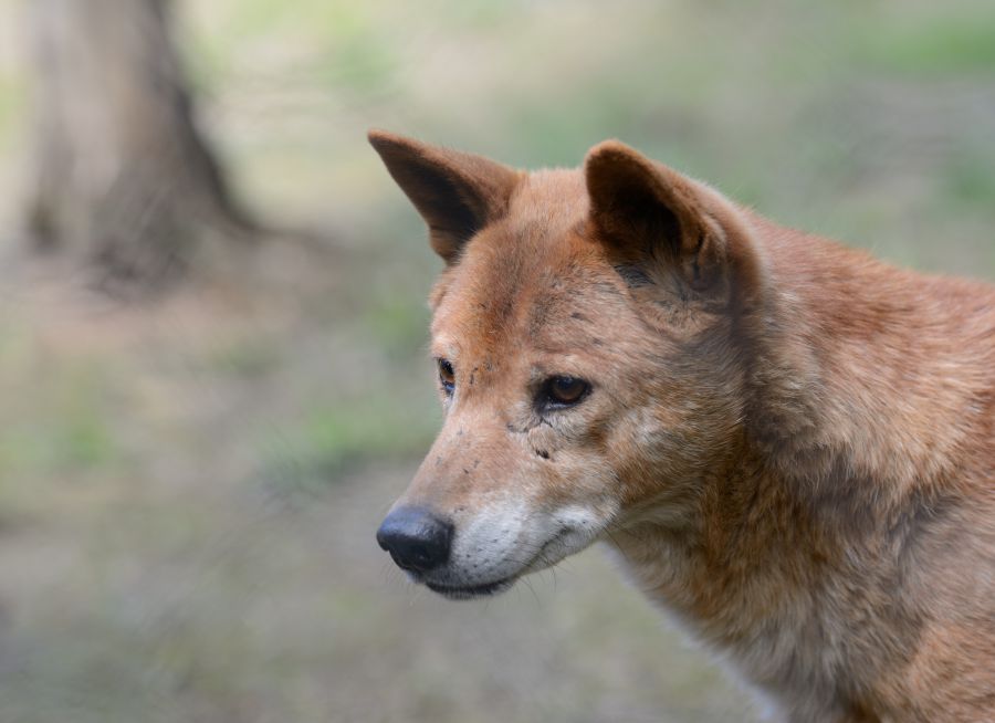 Photo d'un dingo par Thomas PIERRE