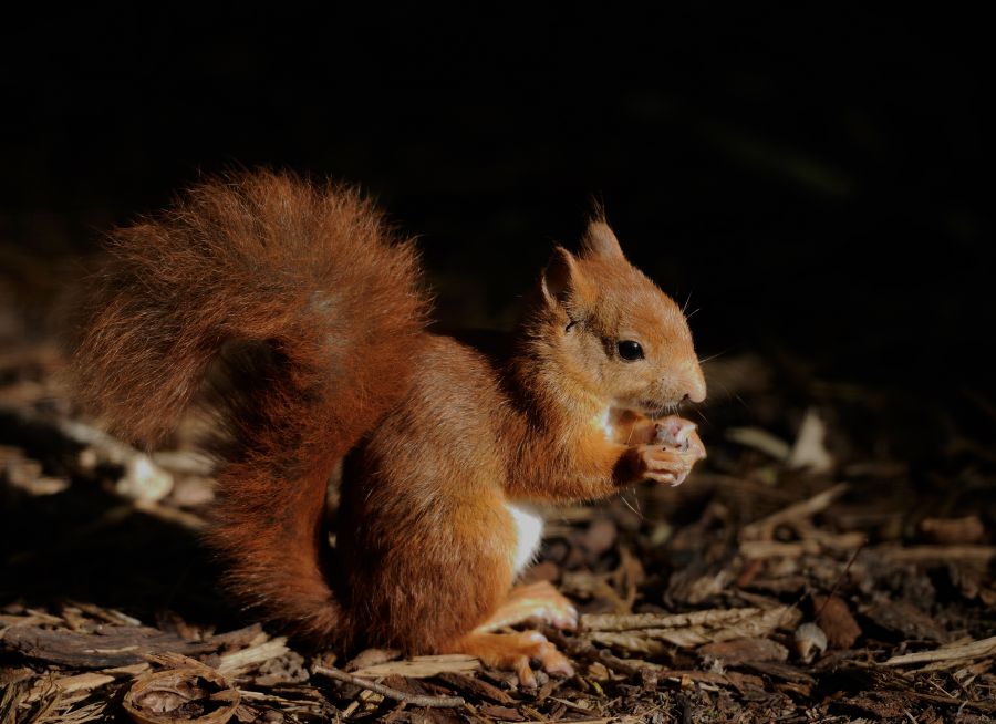 Photo d'un écureuil roux par Thomas PIERRE