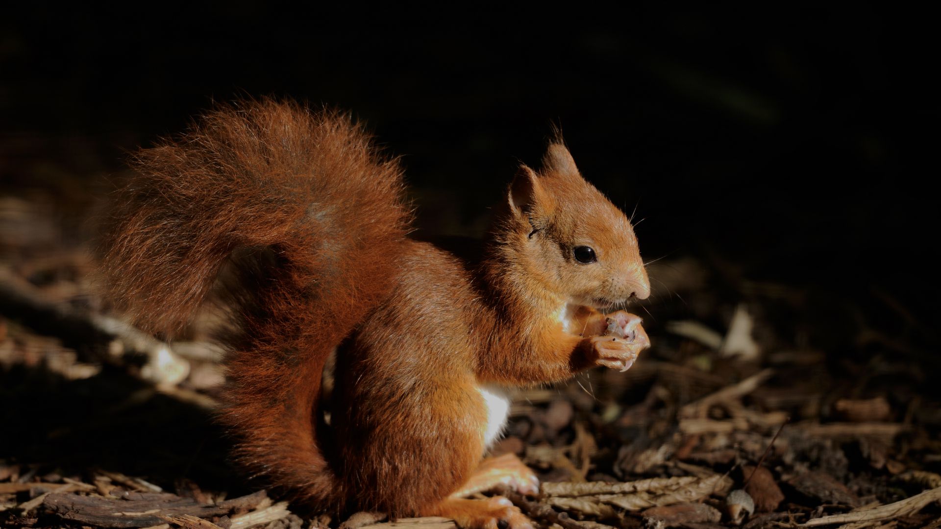 Reproduction de l'écureuil roux, Biologie, Écureuil roux