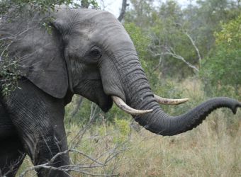 Photo d'un éléphant de savane en Afrique par Florent PUCHOT