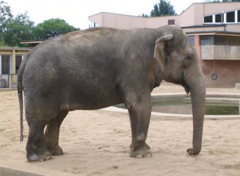 Photo d'un éléphant d'Asie par Julien PIERRE