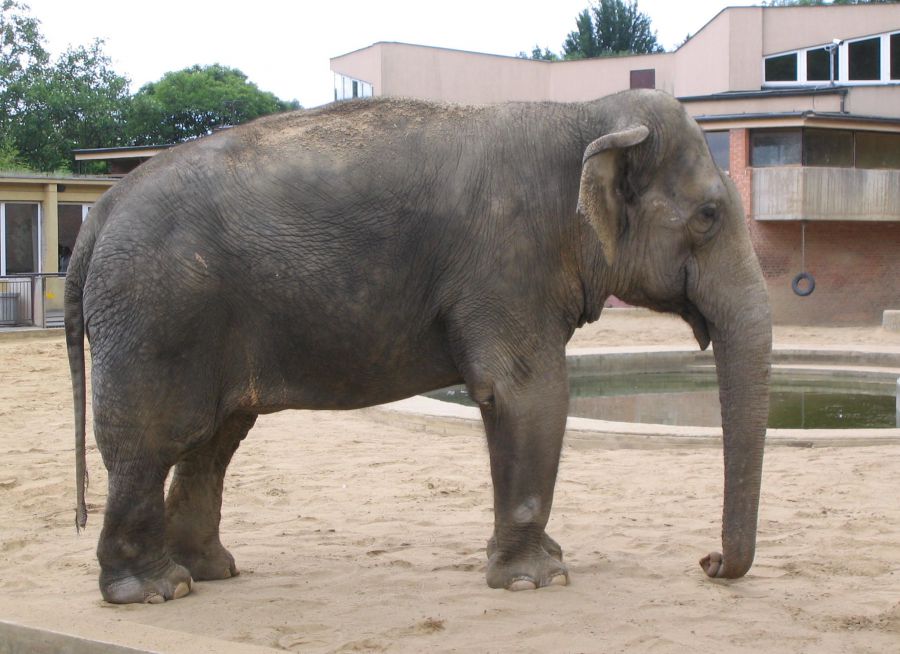 Photo d'un éléphant d'Asie par Julien PIERRE