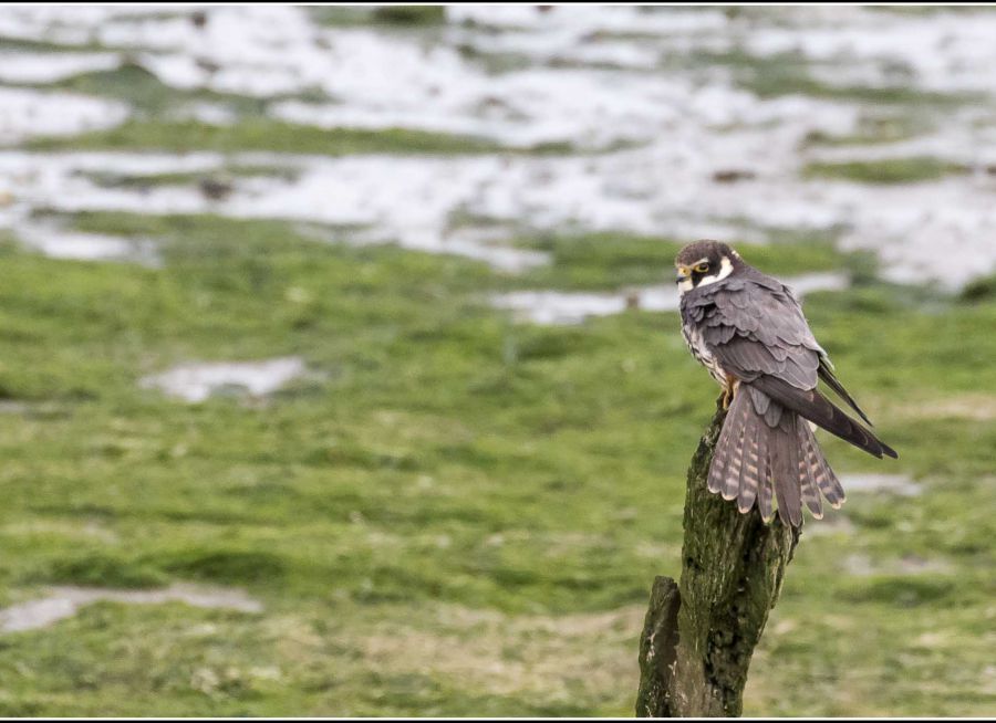 Photo d'un faucon hobereau par Smudge 9000 - flickr - CC0