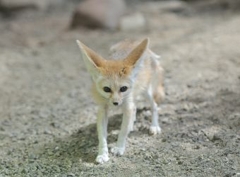 Photo d'un fennec par Thomas PIERRE