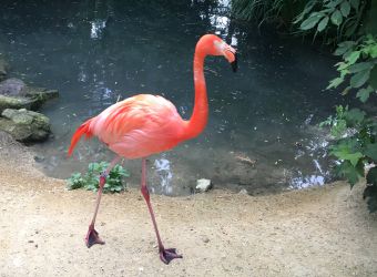 Photo d'un flamant rose par Thomas PIERRE