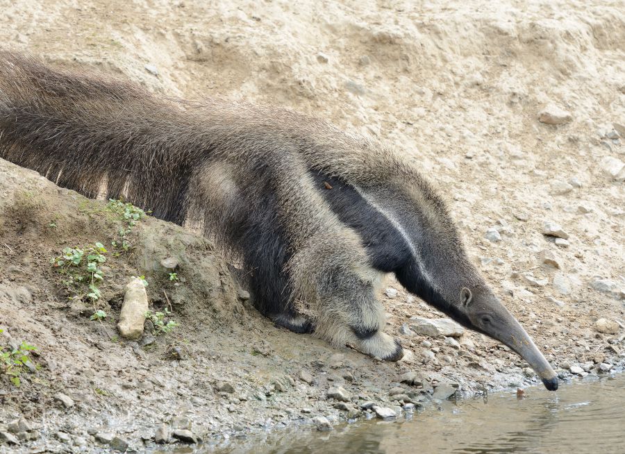 Photo d'un fourmilier géant par Thomas PIERRE