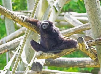 Photo d'un gibbon lar par Pierre-François BOUCHER