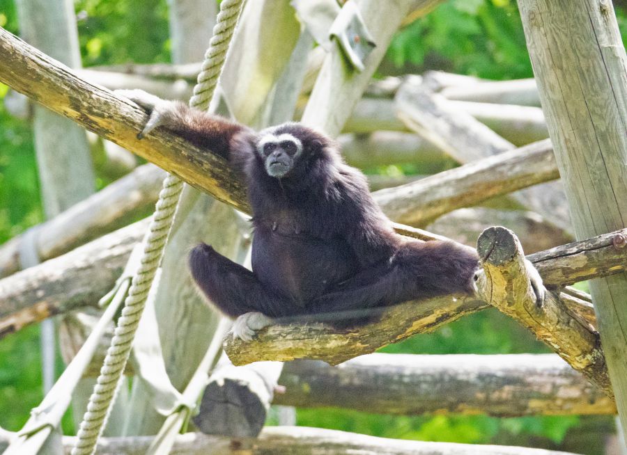 Photo d'un gibbon lar par Pierre-François BOUCHER