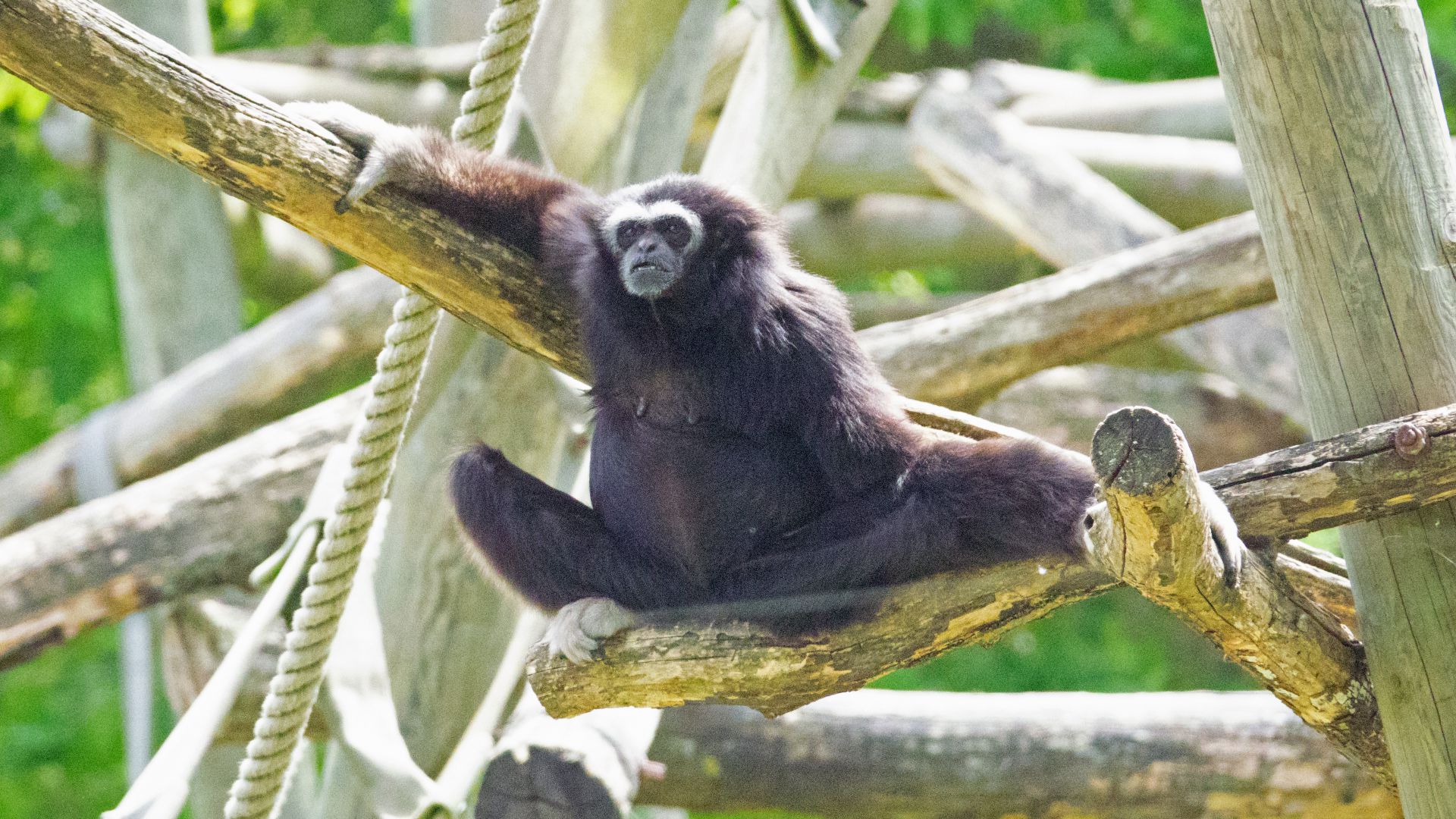 Gibbon lar : taille, description, biotope, habitat, reproduction