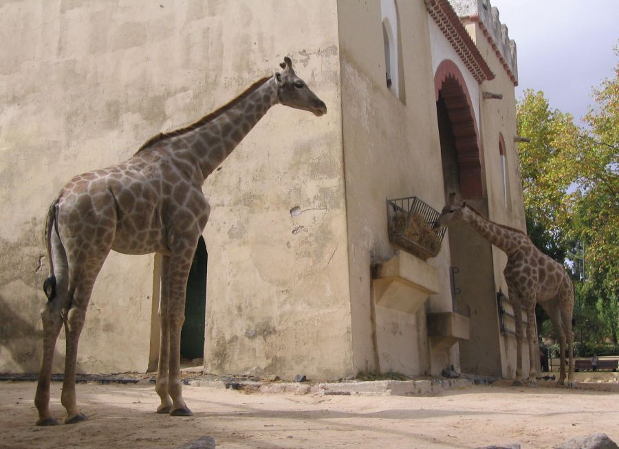 Photo de deux girafes par Julien PIERRE
