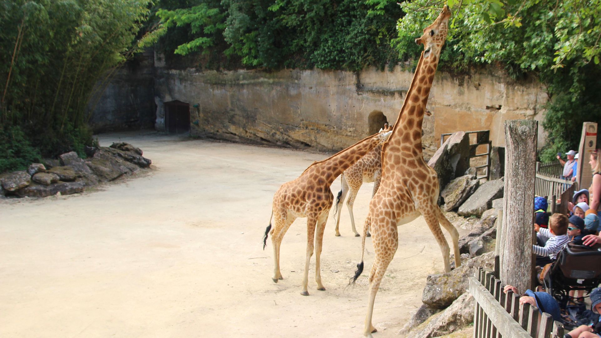 Les girafes  Mammifères Africains