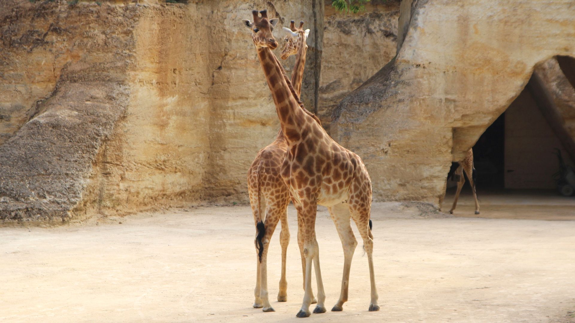 Girafe d'Afrique de l'Ouest