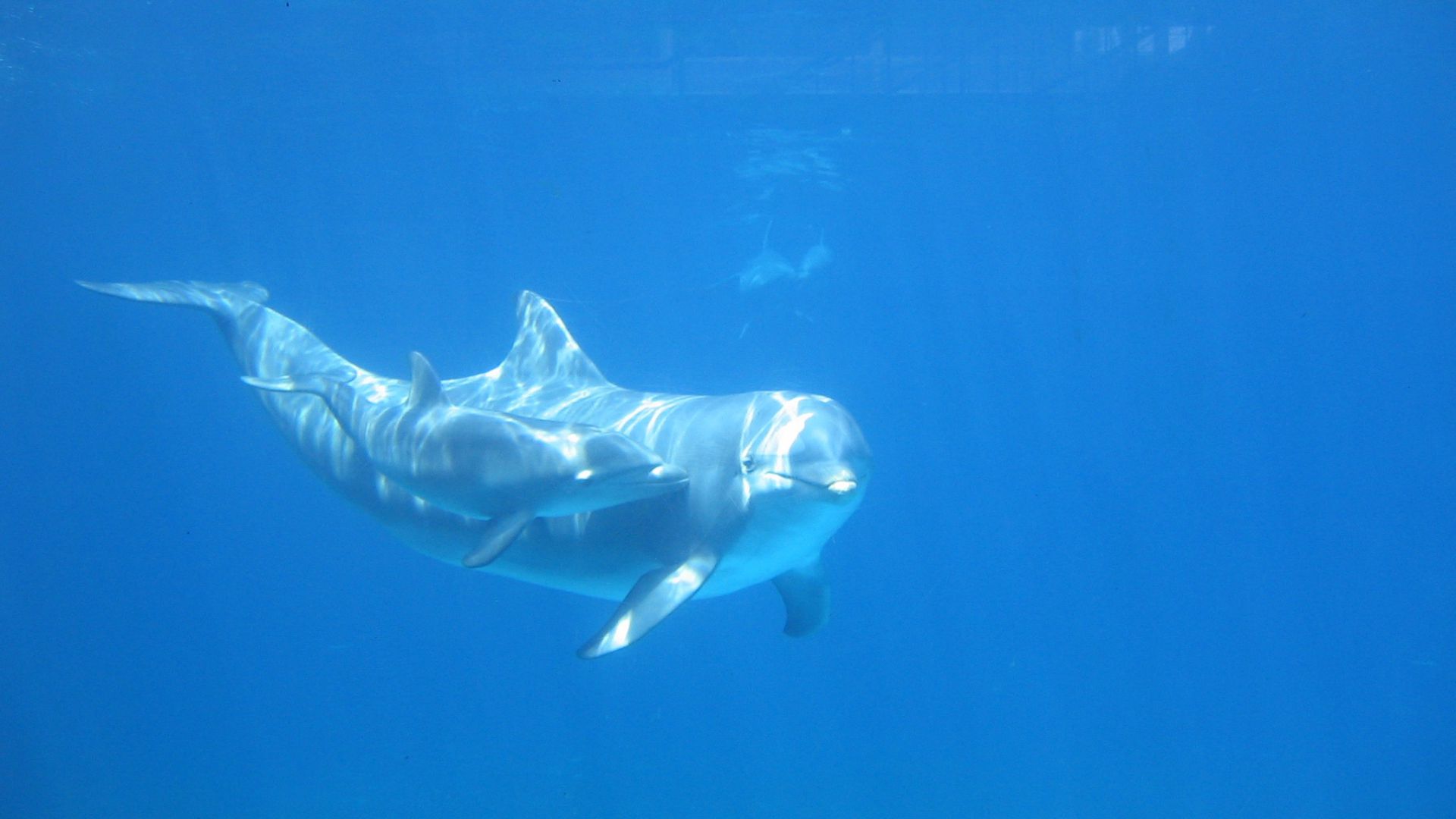 Grand dauphin : taille, description, biotope, habitat, reproduction