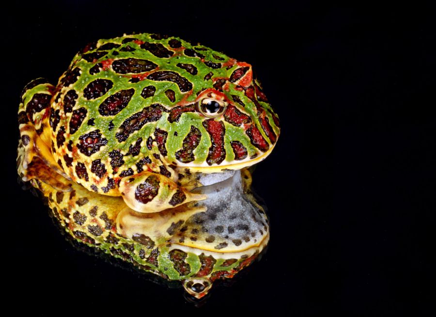 Photo d'une grenouille cornue ornée par Kaz - Pixabay - CC0