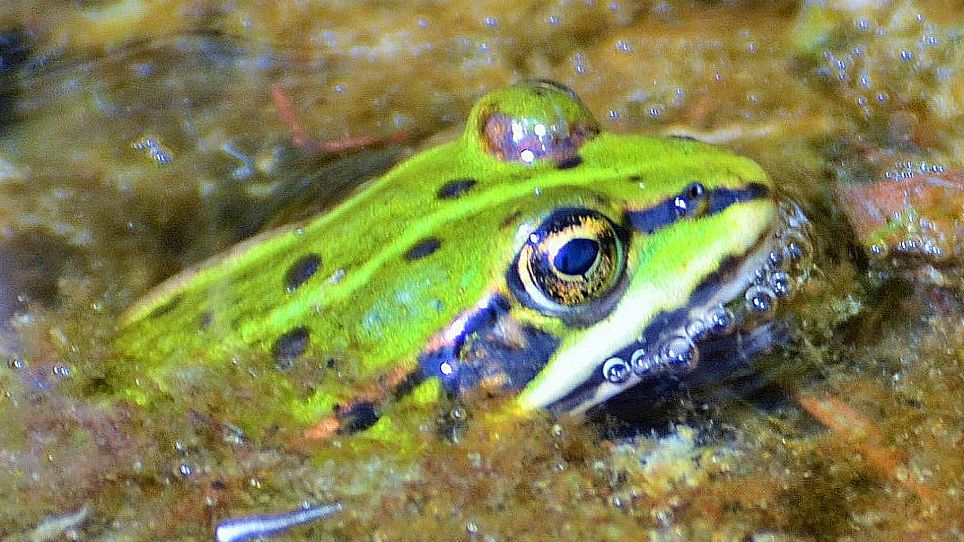 Grenouille verte : taille, description, biotope, habitat, reproduction