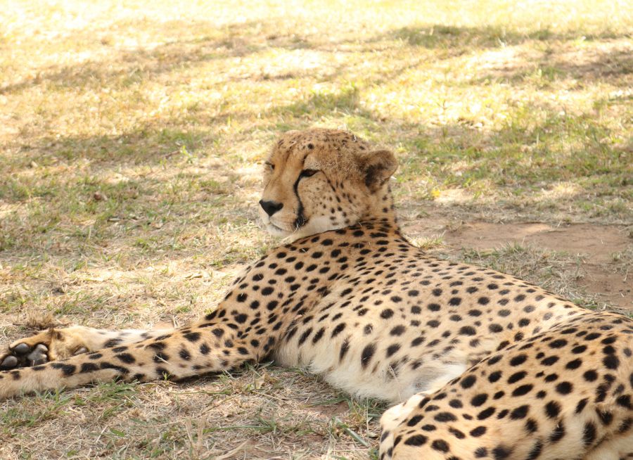  Photo d'un guépard couché par Florent PUCHOT