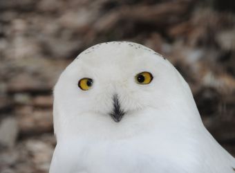 Photo d'un harfang des neiges par Thomas PIERRE