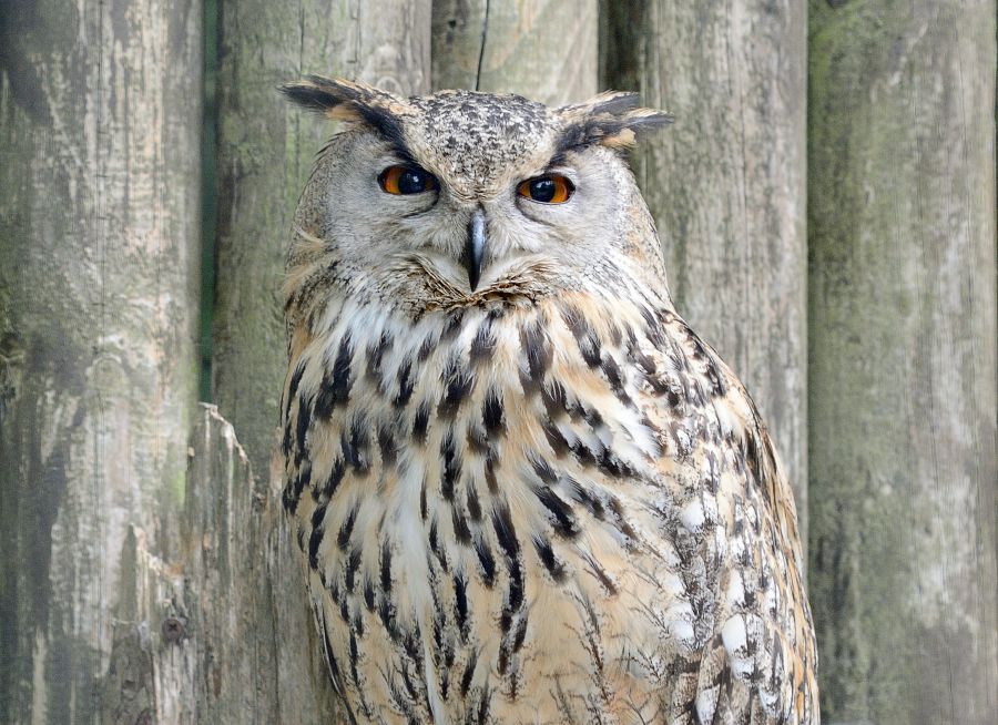 Photo d'un hibou grand-duc par Thomas PIERRE