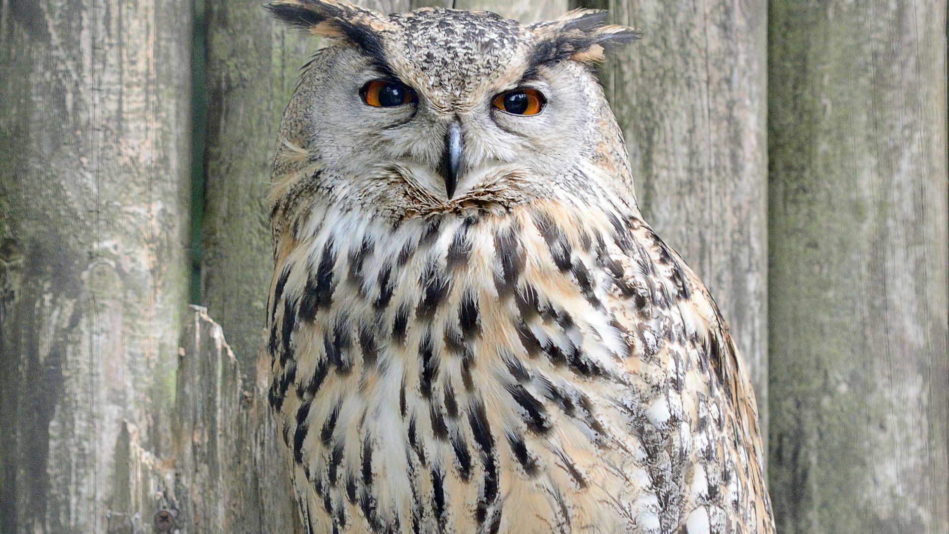 Hibou Grand Duc Taille Description Biotope Habitat Reproduction