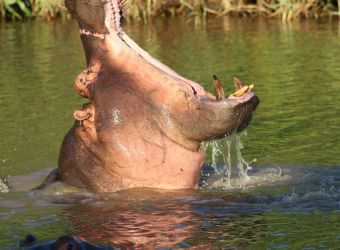 Photo d'un hippopotame gueule ouverte par Florent PUCHOT