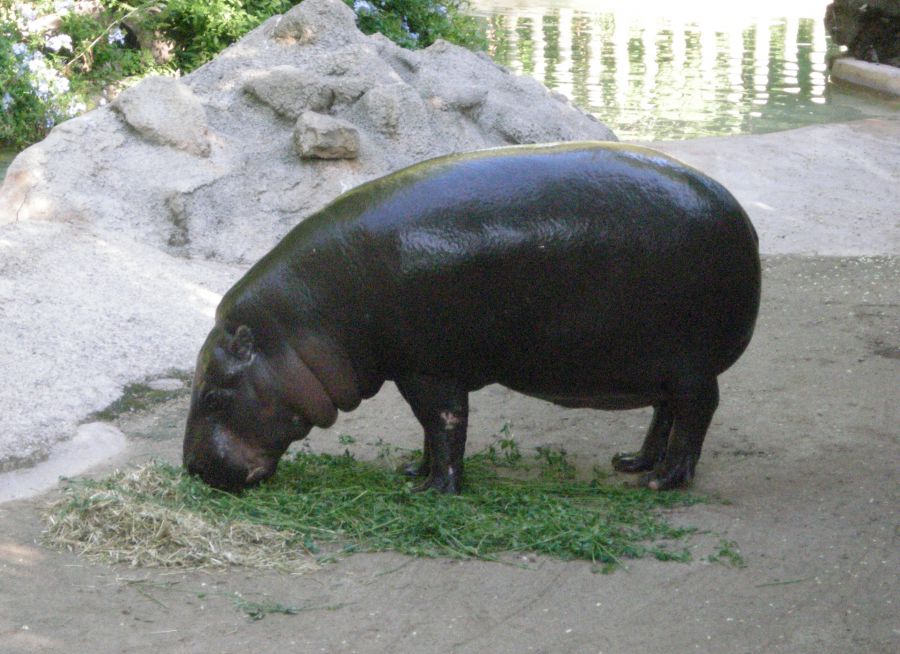 Photo d'un hippopotame nain par Julien PIERRE