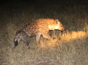 Photo d'une hyène tachetée de nuit dans la savane par Florent PUCHOT