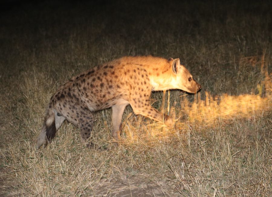 Photo d'une hyène tachetée de nuit dans la savane par Florent PUCHOT