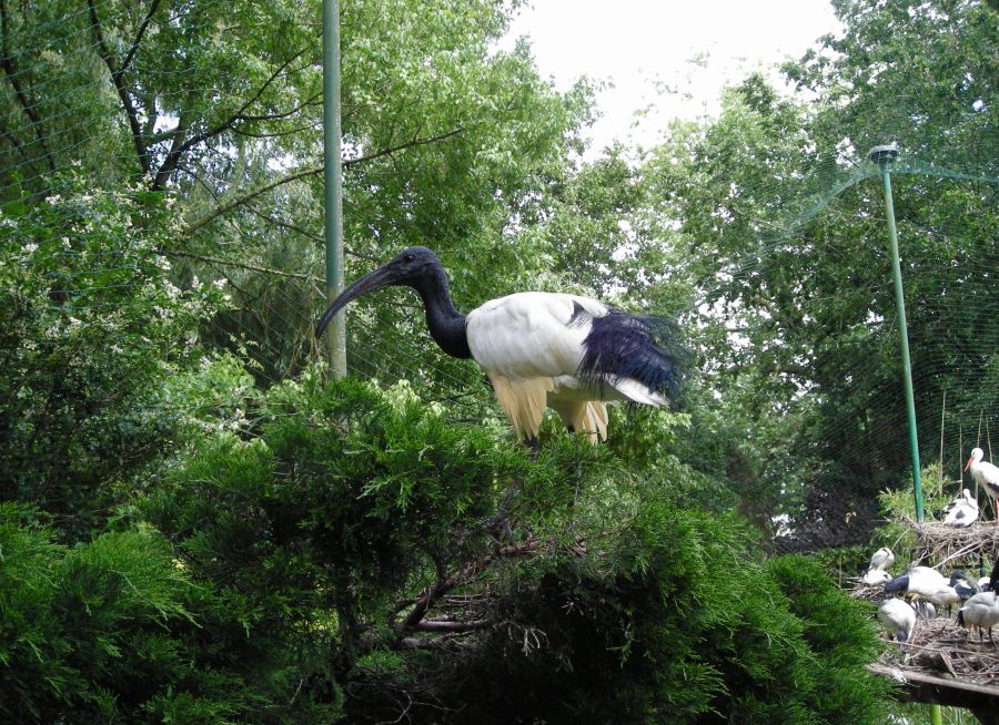 Photo d'un ibis sacré par Julien PIERRE