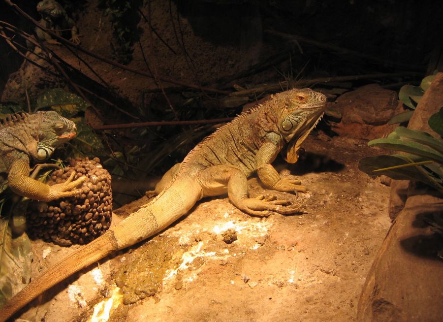 Photo d'un iguane vert par Julien PIERRE