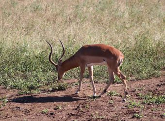 Photo d'un impala par Florent PUCHOT