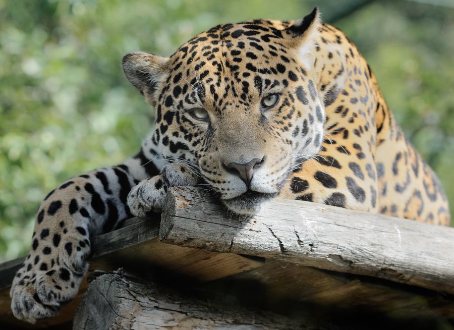 Photo d'un jaguar par Thomas PIERRE
