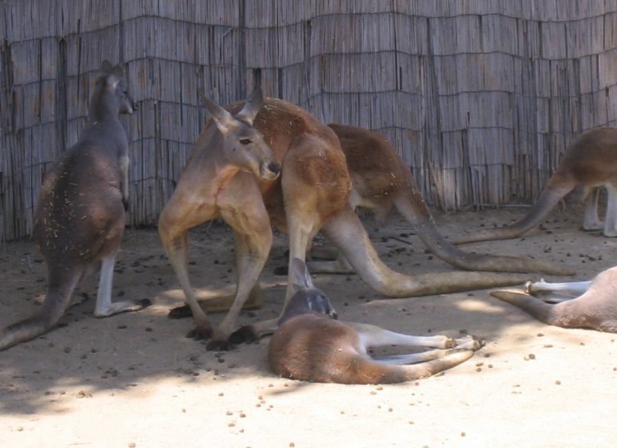 Photo d'un groupe de kangourous roux par Julien PIERRE
