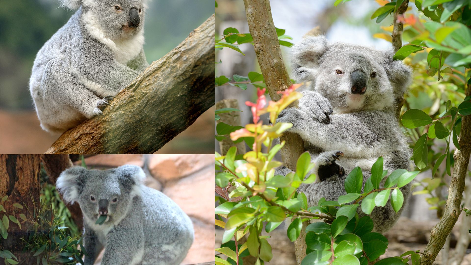 Koala : taille, description, biotope, habitat, reproduction