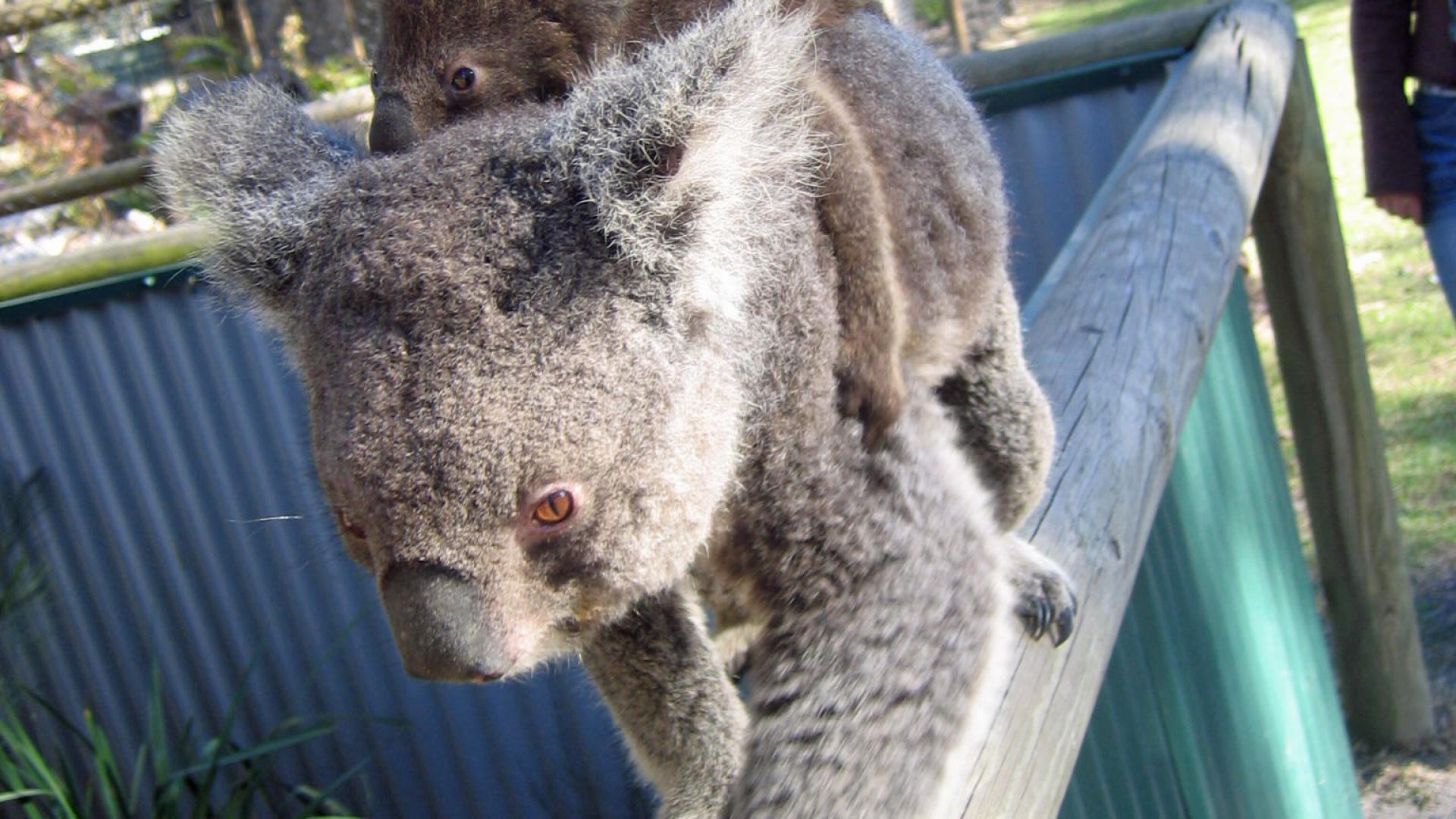 Comment S Appelle La Femelle Du Koala Koala : taille, description, biotope, habitat, reproduction