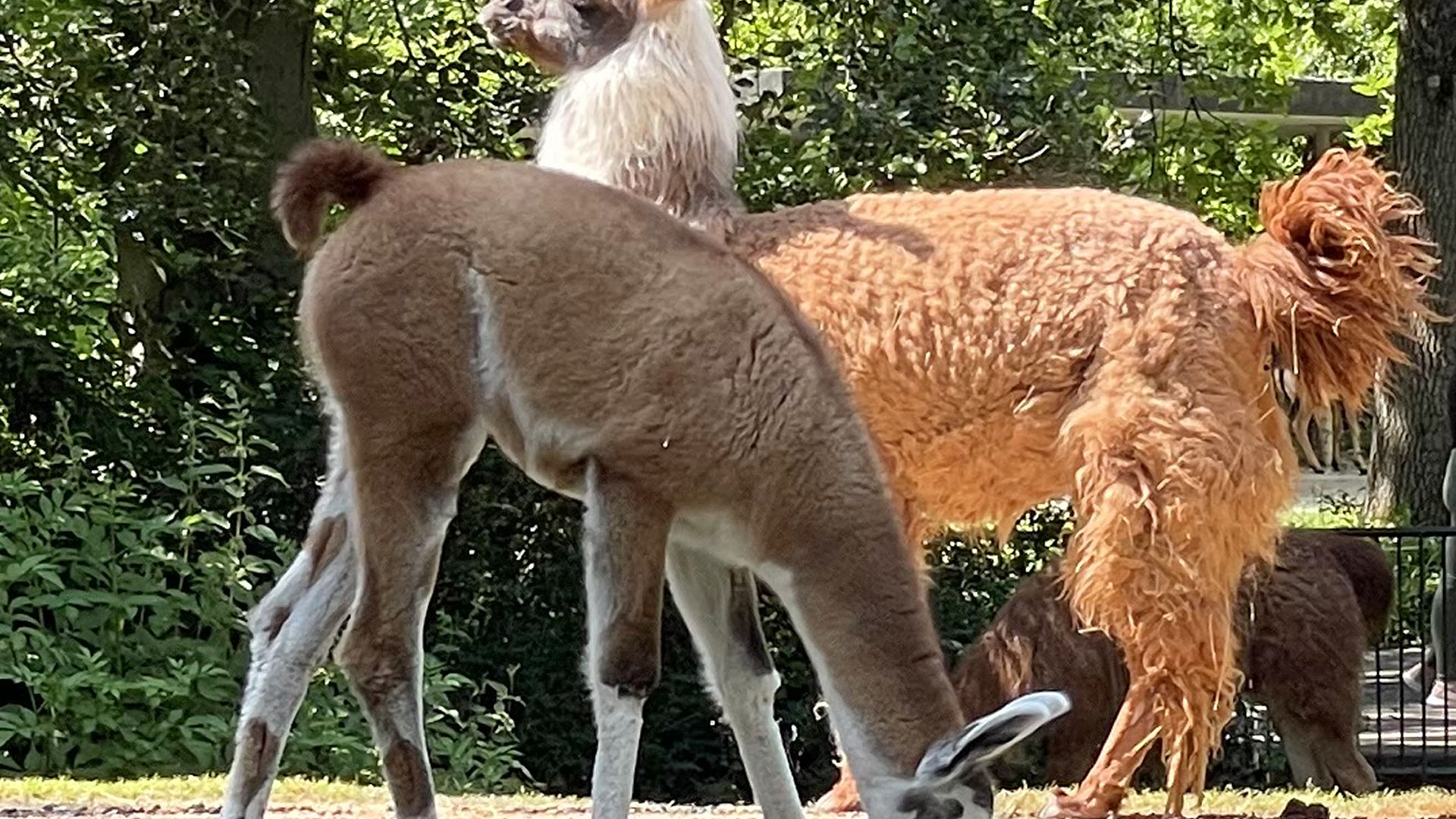 Corps Complet De Lama Avec Aucun Problème De Lama Et Faire Pousser