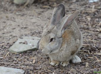 Photo d'un lapin par Thomas PIERRE