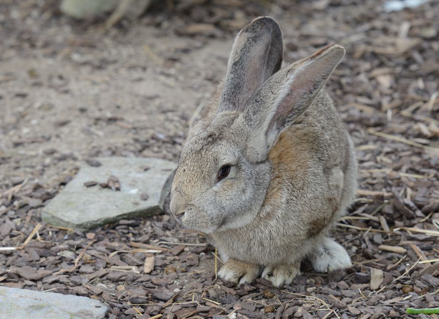 Photo d'un lapin par Thomas PIERRE