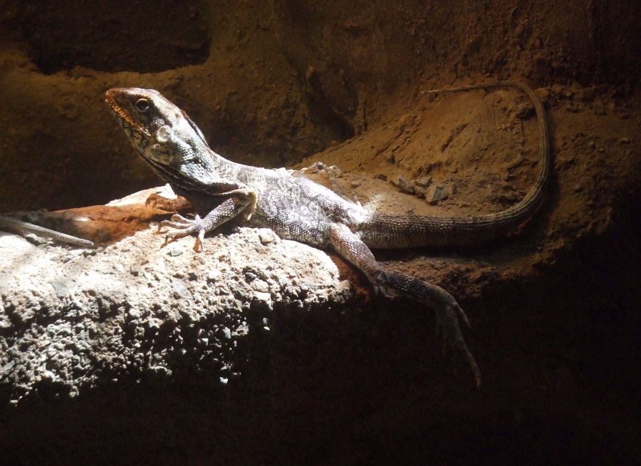 Photo d'un lézard à collerette par Julien PIERRE